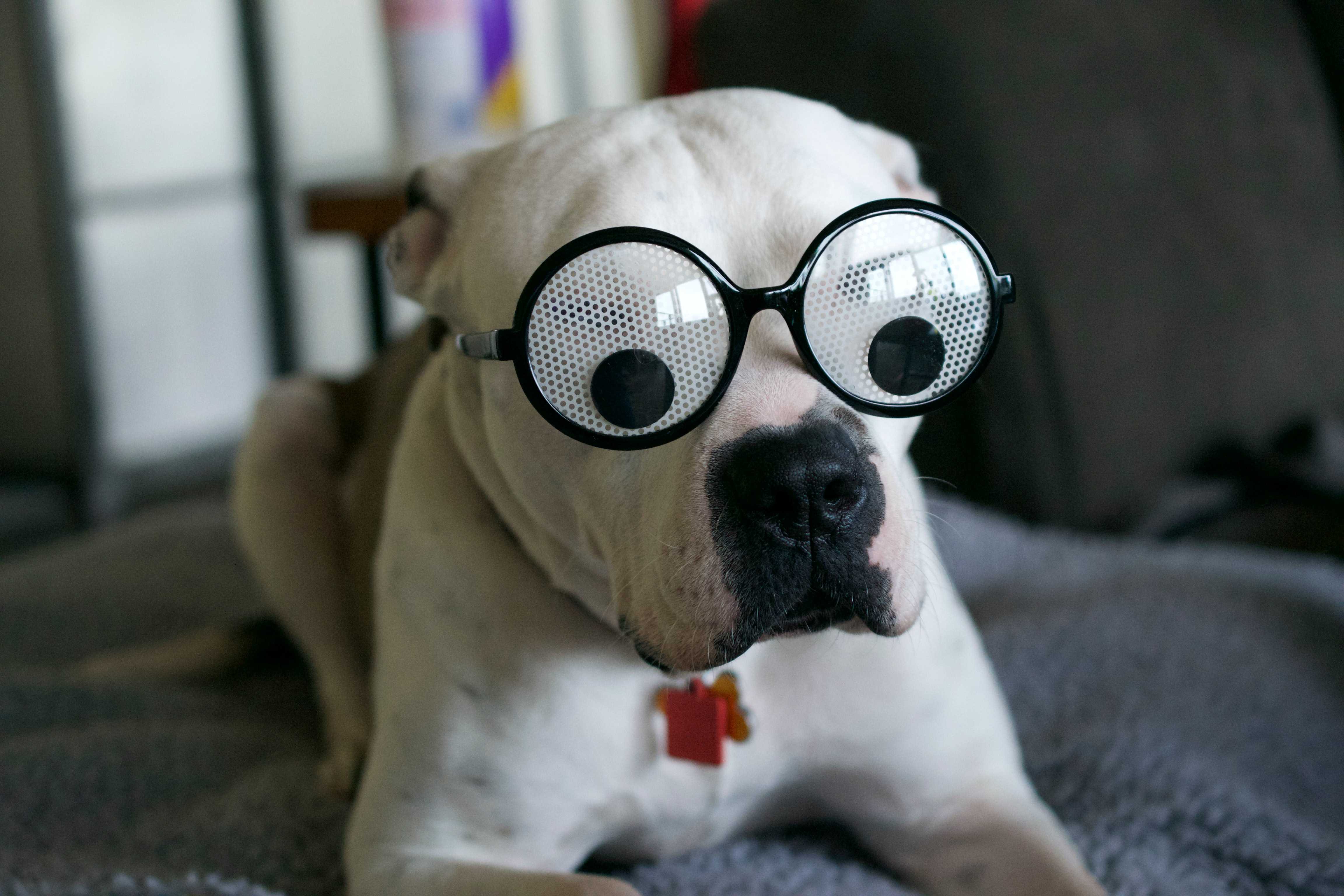 A white pitbull wearing big googly-eye glasses