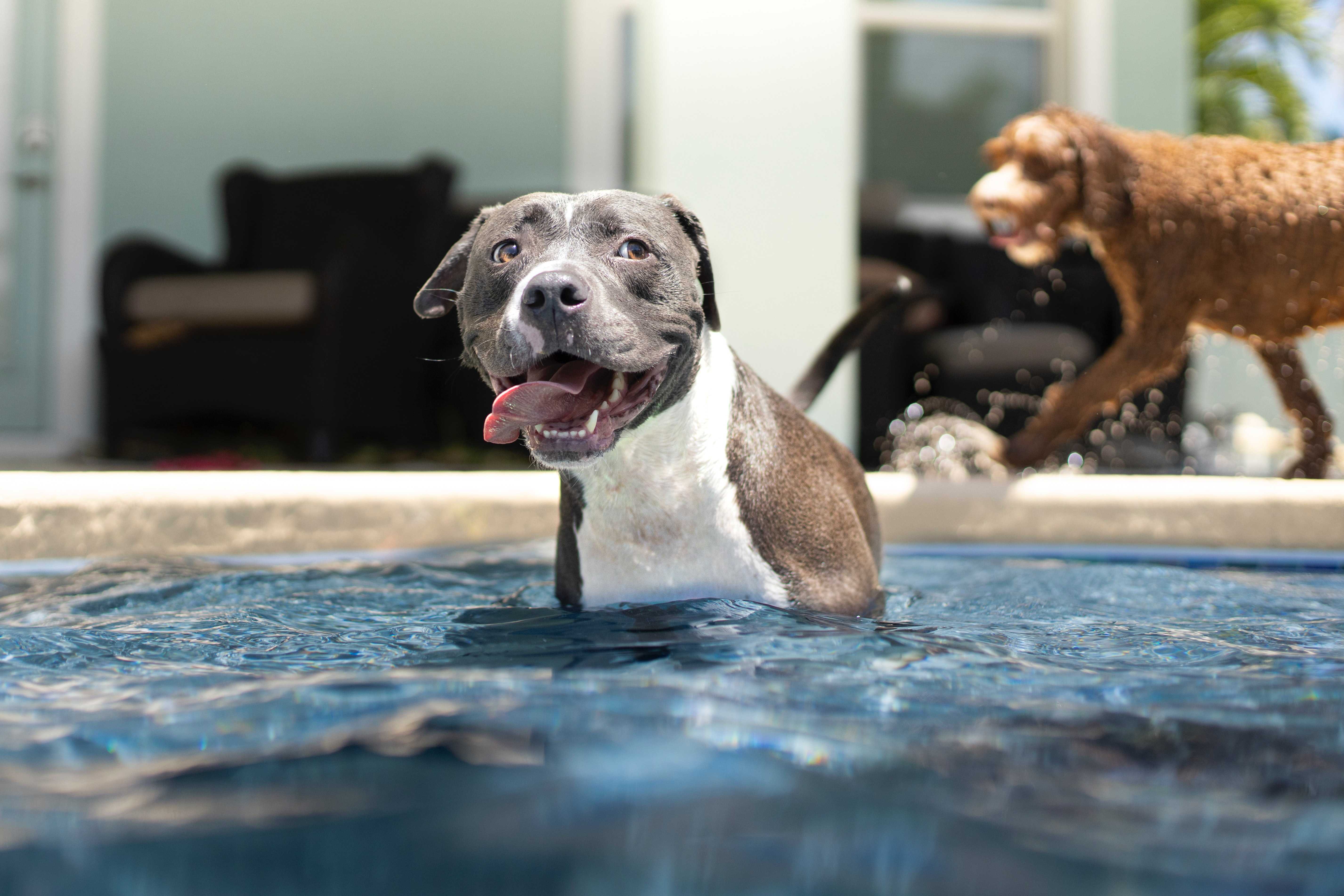 A grey and white pitbull wading happily in a pool