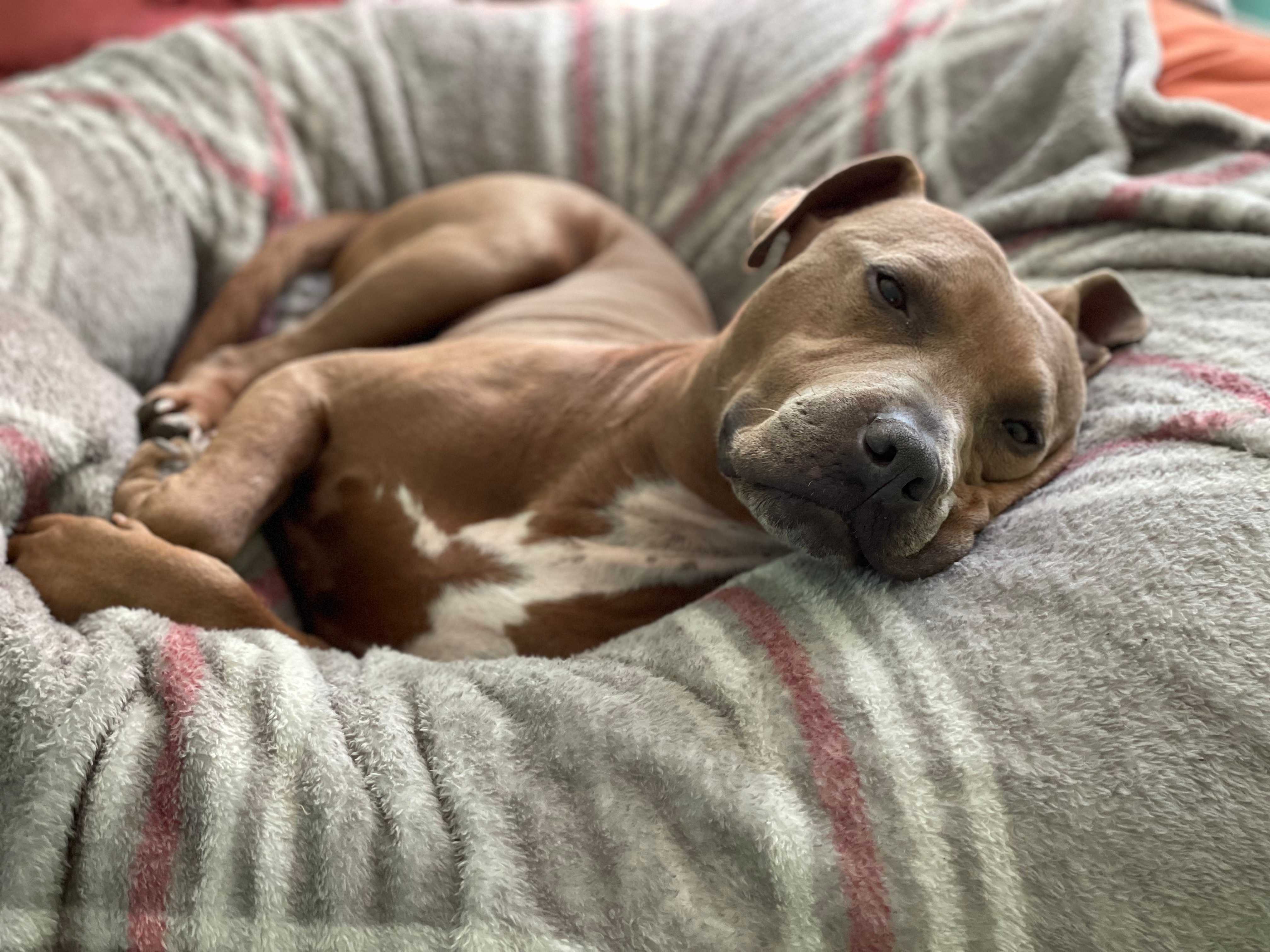Clifford, a reddish-brown pitbull, dozing in a bean bag chair